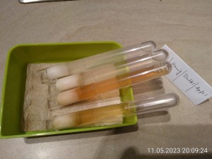 Apfel hat wieder zuerst geleckt, nach 2 Tagen.