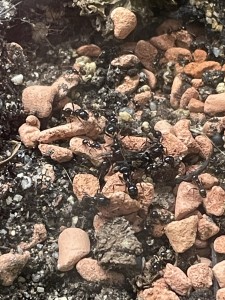 Hmmm lecker! Für ne Stubenfliege lassen wir (fast) alles liegen!