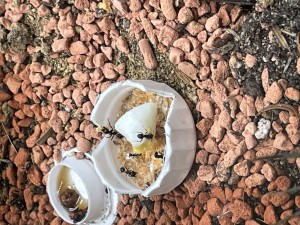 2E3E8E7E-56B8-48D8-9FAE-4241902A1C8A.jpeg (2.43 MiB) 1228 mal betrachtet …da freuen sich Gyne und Larven!