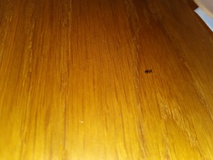 IMG_20230526_153042.jpg