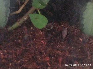 keine (gegenseitigen) Angriffe