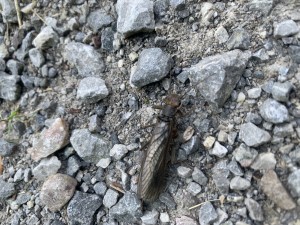 IMG_2889.jpeg