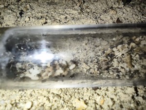 IMG_20230615_183147.jpg