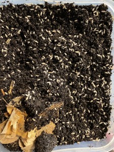 Haben sich ebenfalls prächtig vermehrt und werden von den Ameisen auch gerne mal gefressen, gebe alle paar Wochen ein, zweihundert in die Terrarien