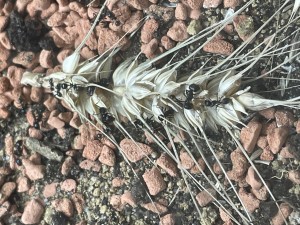 Ich glaube nicht dass sie mit den riesen Körner wirklich was anfangen können aber der Wille zählt!