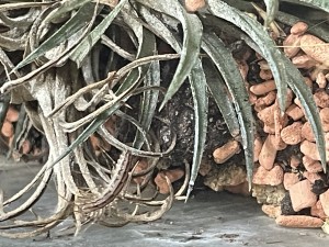 Die in Wikipedia beschriebenen drei schwarzen Streifen sind vorhanden und auch die langen Fühler und Beine stimmen.<br />Hoffentlich tun ihr die Ameisen nix, dass sie vermutlich ein oder zwei am Tag frisst durfte nicht ins Gewicht fallen.