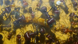 Messor cephalotes futtern Mehlkäferlarve.jpg