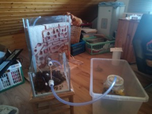 Der momentane Aufbau, rechts vorne das alte Nest im Glas, das steht noch im Wassergraben, da der Ausbruchschutz hier nicht funktioniert hatte