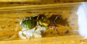 Oecophylla smaragdina Königin Gründerkönigin mit Brut.jpg