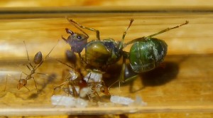 Oecophylla smaragdina Königin mit ersten Arbeiterinnen -1.jpg