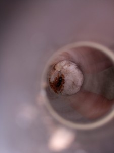 Lasius flavus