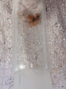 Lasius flavus
