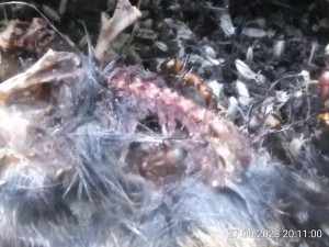 ein Balanceakt auf der Wirbeksäule