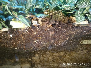 Seht ihr die vielen weißen Asseln am Substratübergang, der früher die Oberfläche war?