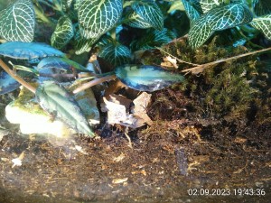 das Mäusegrab, das Moos symbolisiert den Grabstein