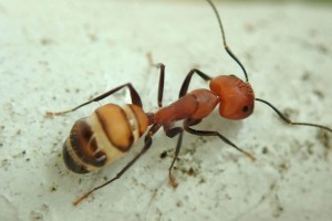 Das sind die neuen. Hier: eine satte Ameise