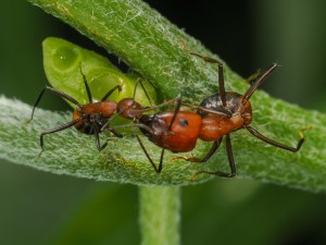 Trophallaxis