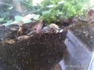 Nach 5 Tagen gab es eine kleine Versammlung der Panda-Asseln.