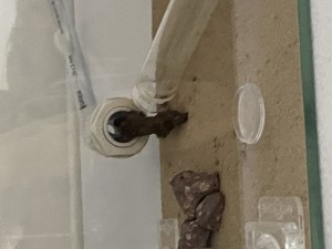 IMG_1004.jpeg