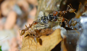 Oecophylla smaragdina transportiren Fliege.jpg