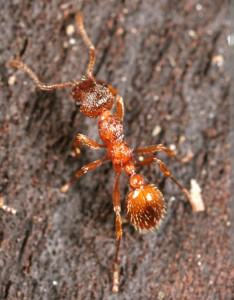myrmica sp.