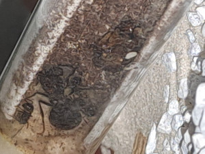 20231115_074818.jpg (1.46 MiB) 924 mal betrachtet 20231115_074818.jpg