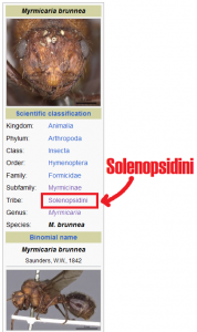 Solenopsinidi.png