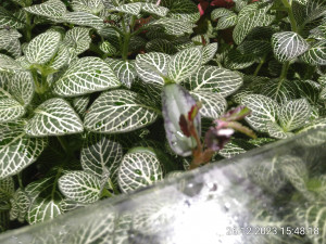IMG_20231226_154818.jpg