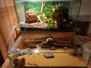 20240122_174300.jpg (3.49 MiB) 1582 mal betrachtet Formicarium meiner Polyrachis dives