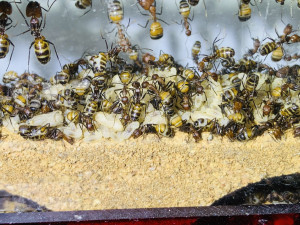 Trotz momentan brutschwacher Zeit gibt es noch Brut, meine [i]Camponotus nicobarensis[/i] haben das ganze Jahr Brut, der Höhepunkt ist aber klar Juli-September!