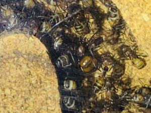 Hier ist die Königin „Big Mama“ in der Bildmitte, sie wird von ihren Töchtern umgarnt