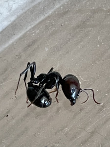 IMG_0905.jpeg (472.83 KiB) 3005 mal betrachtet Ich hoffe die ist eine der letzten, jetzt wo die Kolonie offenbar wieder Fahrt aufnimmt! Ich