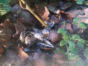 IMG_20240409_175125.jpg (2.3 MiB) 2519 mal betrachtet An der Stelle ist eine Woche später übrigens viel weniger Laub zu finden.