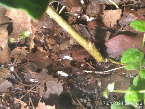IMG_20240417_002336.jpg (2.54 MiB) 2826 mal betrachtet Oder eine Ameise?