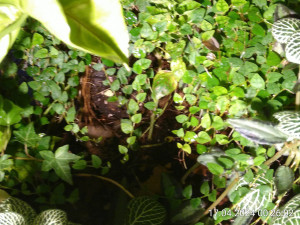 IMG_20240417_002602.jpg (2.57 MiB) 2519 mal betrachtet Mal näher ran gehen.