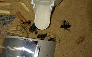 Spinnen(Da nützlich nur sehr selten falls ich welche im Haus fand) und Fliegen, das Lieblingsessen meiner Ligniperdus Kolonie.