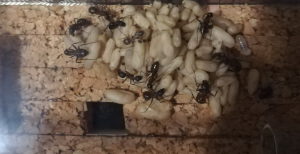 Hier sieht man in der mitte eine frisch geschlüpfte Ameise in einem hellen braunton welche noch nicht vollständig ausgehärtet ist