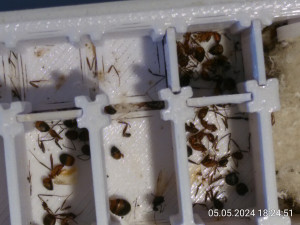 Sogar der nicht zugängliche Bereich wurde als Friedhof genutzt.