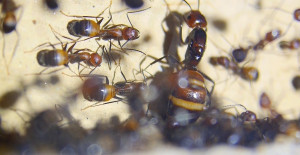 Camponotus nicobarensis Königin in Legelaune.jpg