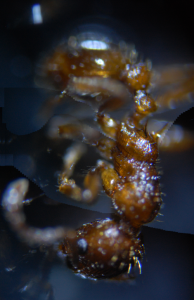 Myrmica_sp_rubra_500px.png