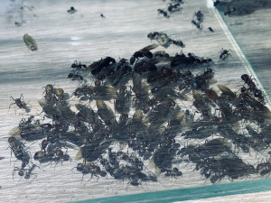 Futterarena: Club der Jungköniginnen 1