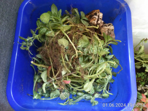 IMG_20240601_190614.jpg (2.9 MiB) 2413 mal betrachtet die schlechten ins Kröpfchen