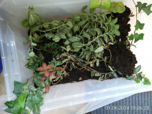 IMG_20240601_190623.jpg (3.57 MiB) 2413 mal betrachtet Die guten ins Töpfchen...