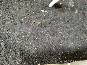 Fast alle weißen Punkte sind Asseln.