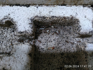 IMG_20240602_174120.jpg (2.92 MiB) 2413 mal betrachtet Da sitzen sie mal wieder.