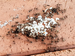 Sonnung Sommer 23.jpg
