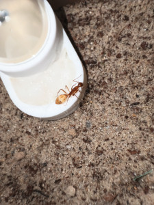 Haltungsbericht von den Schönen wird folgen