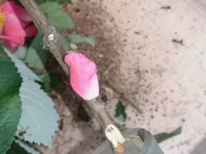 IMG_20240928_152845.jpg