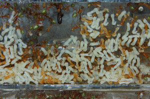Oecophylla smaragdina Brut im Kunstnest 1.jpg