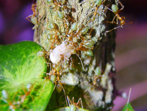 Oecophylla smaragdina transportiren Futter.jpg (1.47 MiB) 9155 mal betrachtet Oecophylla smaragdina transportieren eine Mehlkäferlarve
